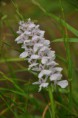 /album/orchidees/orchis-maculata-jpg/